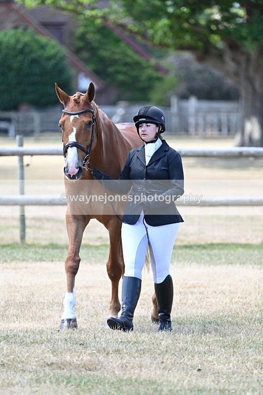 WJ7_2287 - Class 5a Most Handsome Gelding in hand (above 14.2hh)