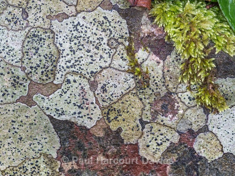 Lichen: Pyrenula nitida - Wild Flowers - 1