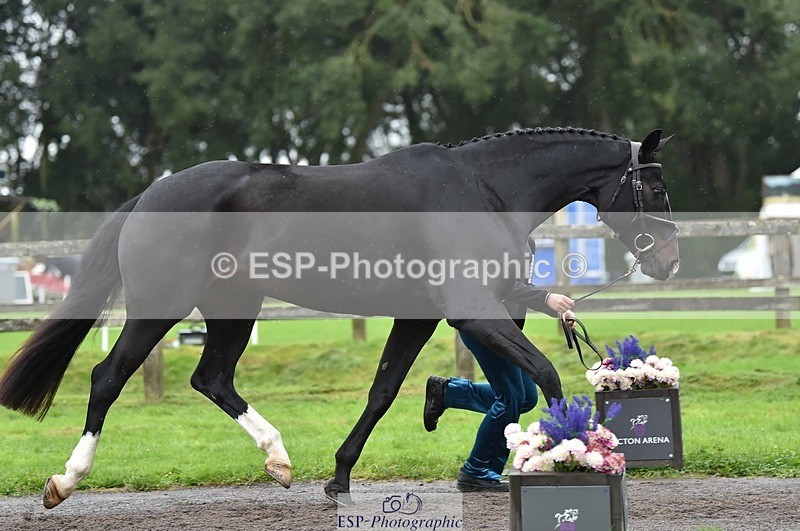 231018-124146-00459 - 054-PORSCHE-Coco.Lanni-TrotUp