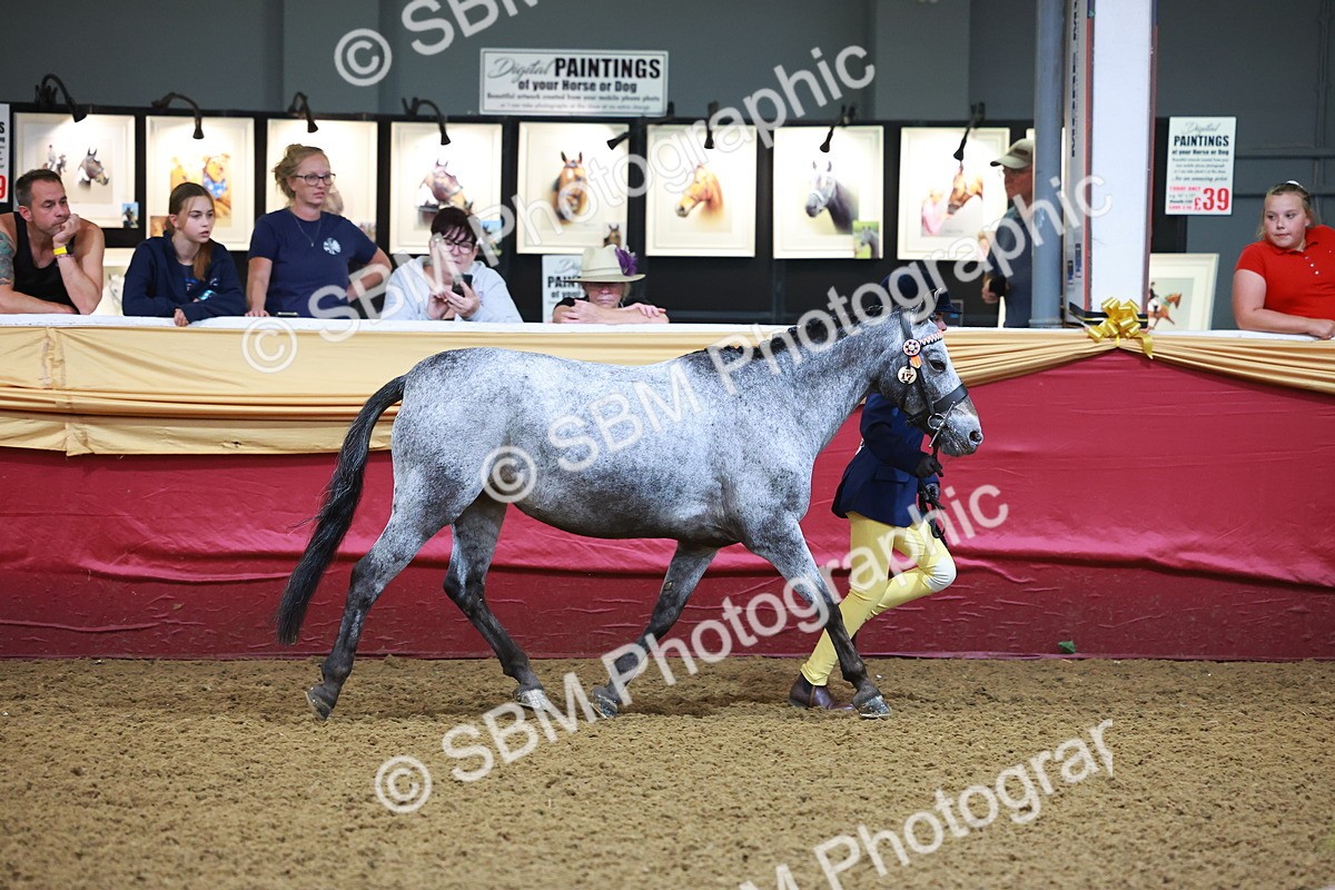 SBM_14695 - Class B - Junior Champ 11 to 16 Years