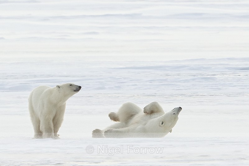 Polar Bear female on back in snow, Churchill, Canada - Polar Bear