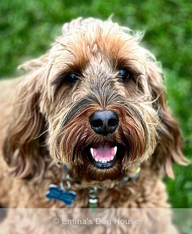  - Pawtraits