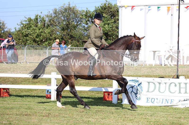 3E7A5320 - Class 2: Rising Star Large Hack/Riding Horse