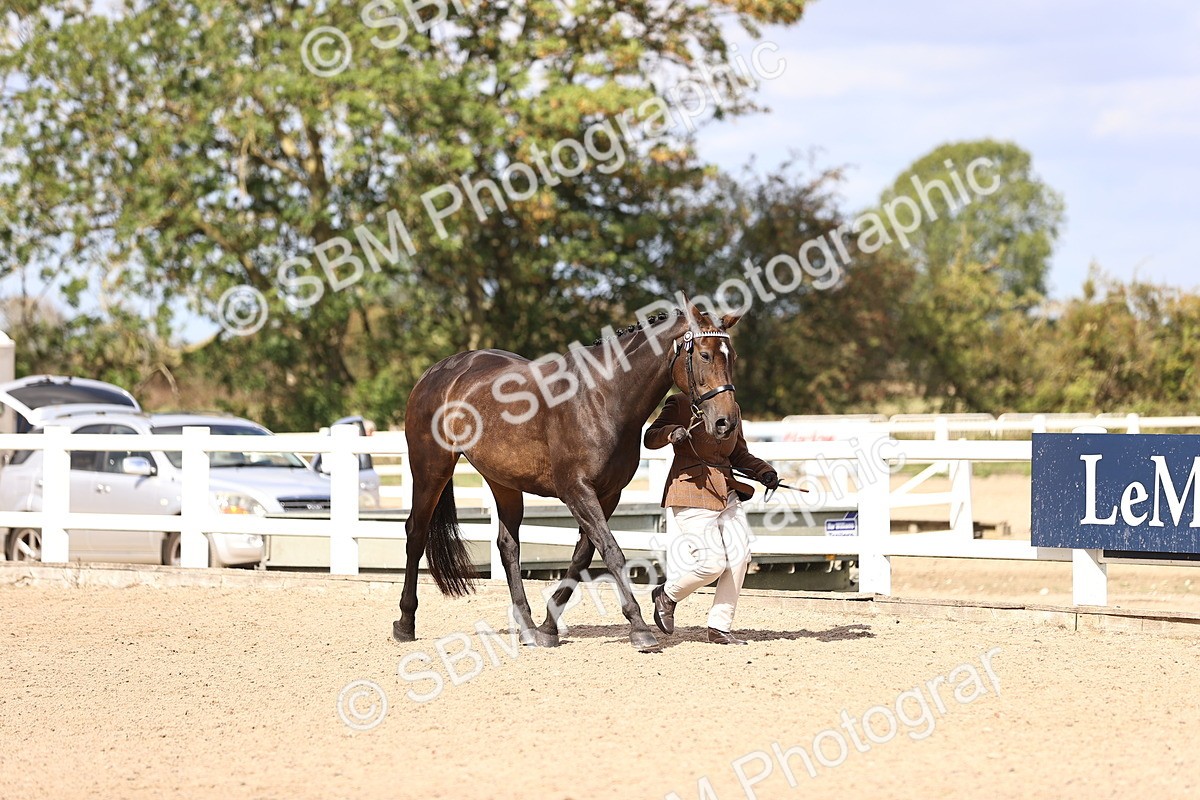 SBM_14284 - Class 411 - Prettiest Mare (IH OR Ridden) Adult