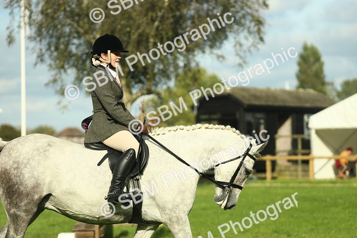 SBM_50654 - S33 - Working Hunter & Working Show Horse