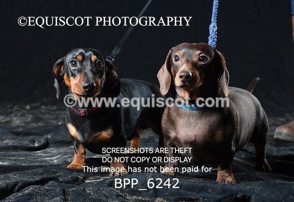 BPP_6242 - LESLEY GRANGER DOGS