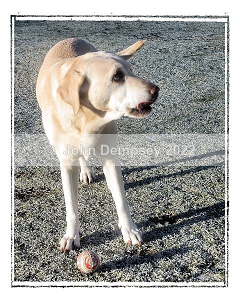 Me  My Ball - Walking the Dog