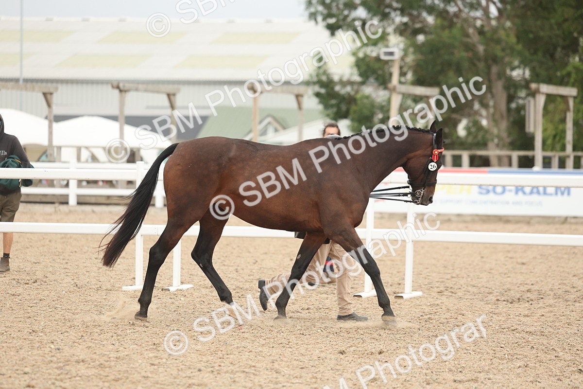 SBM_19798 - Class 318 - IH Part Bred Horse-Pony