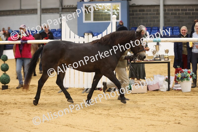 20260913-1112 - Class 110 - Bred In Other In Hand