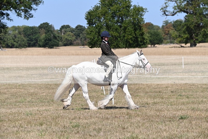 WJ6_8803 - Class 38 Ridden Riding Horse/Pony