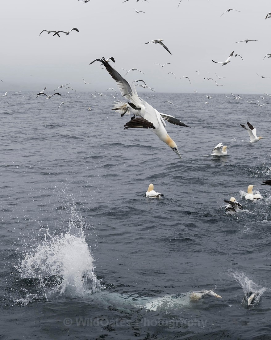 Gannets_0011 - Bass Rock