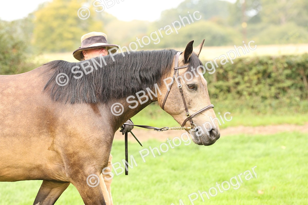 SBM_56258 - S55 - Other Coloured Horse In Hand