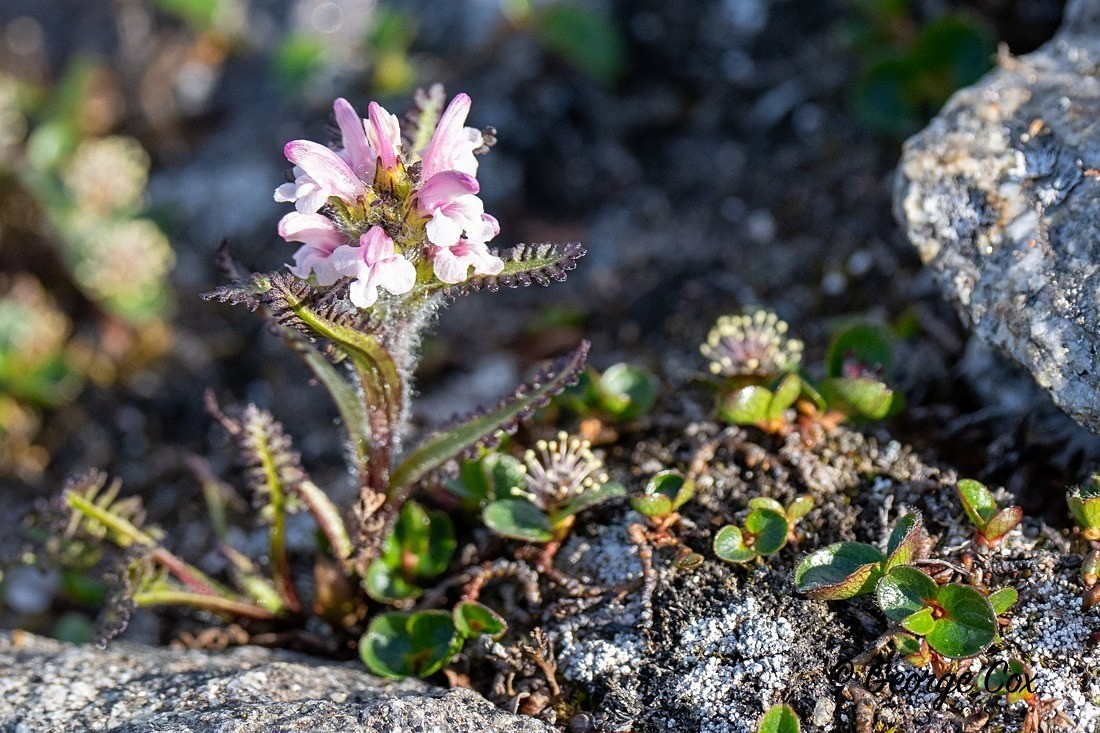 Arctic Lousewort - Svalbard - Realm of the Polar Bear