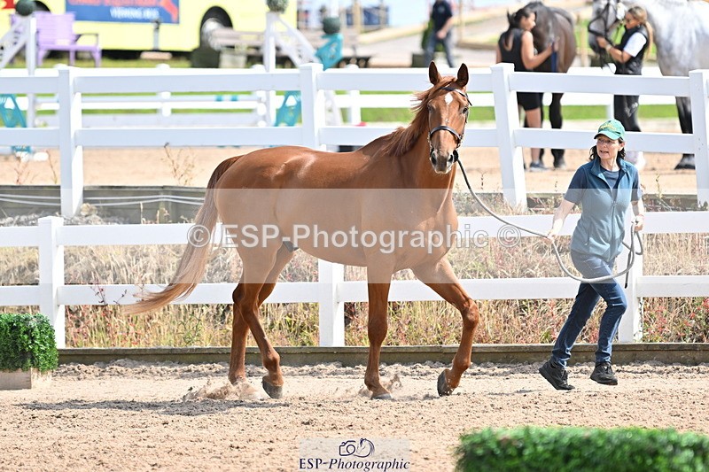 240717A-155311-03140 - Trot Up 3pm to 4pm