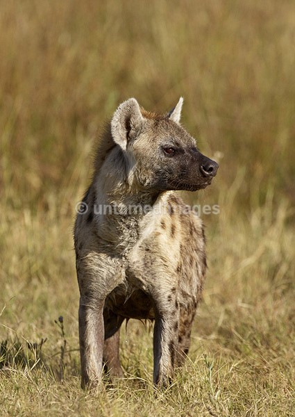 Spotted Hyena - Botswana