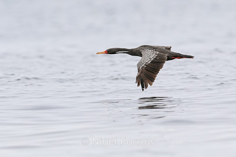 Red-legged Cormorant flying low over sea, Chanaral Island, Chile - Red-legged Cormorant