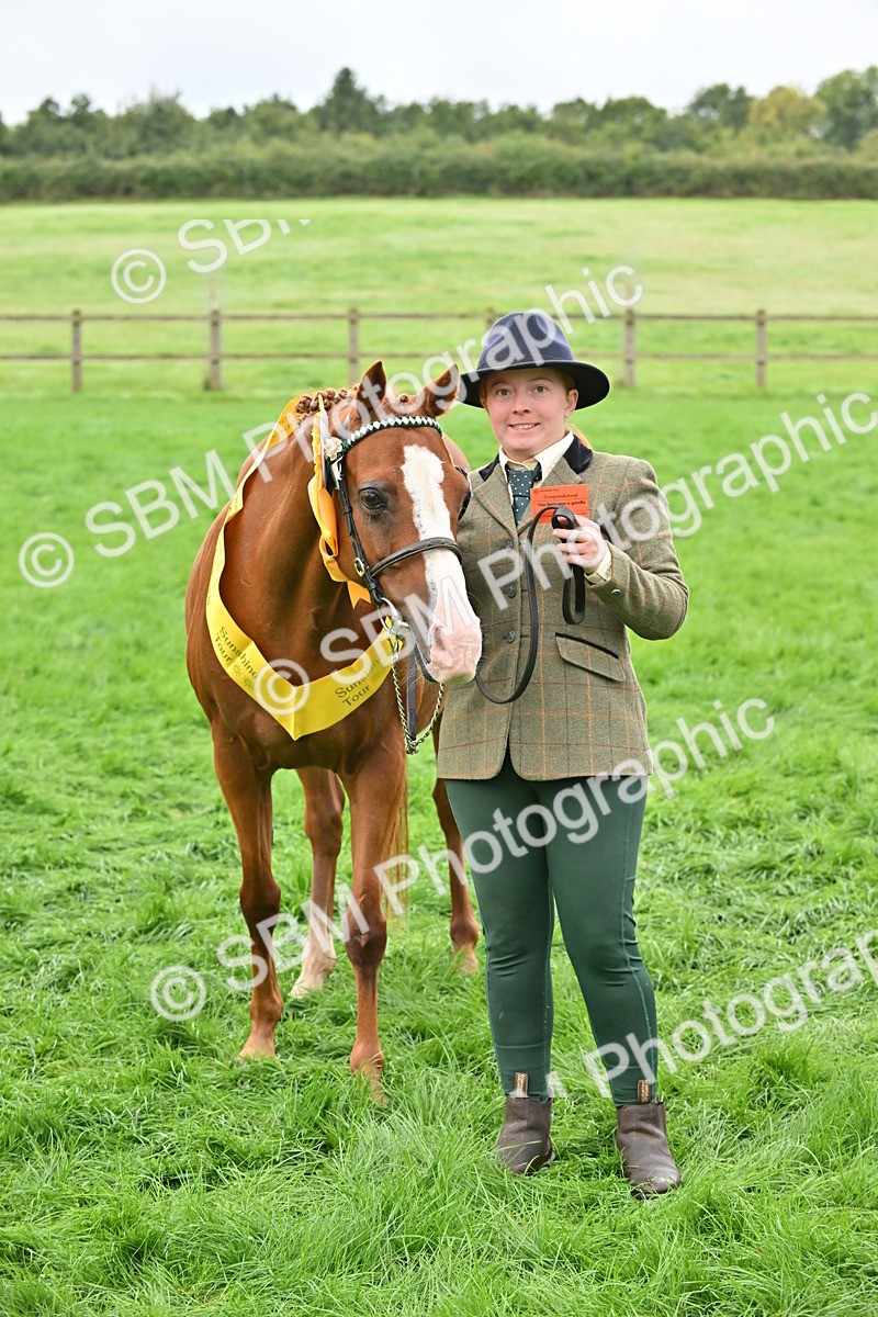 SBM_57581 - S46 - Part Bred Arab & Native Pony In Hand