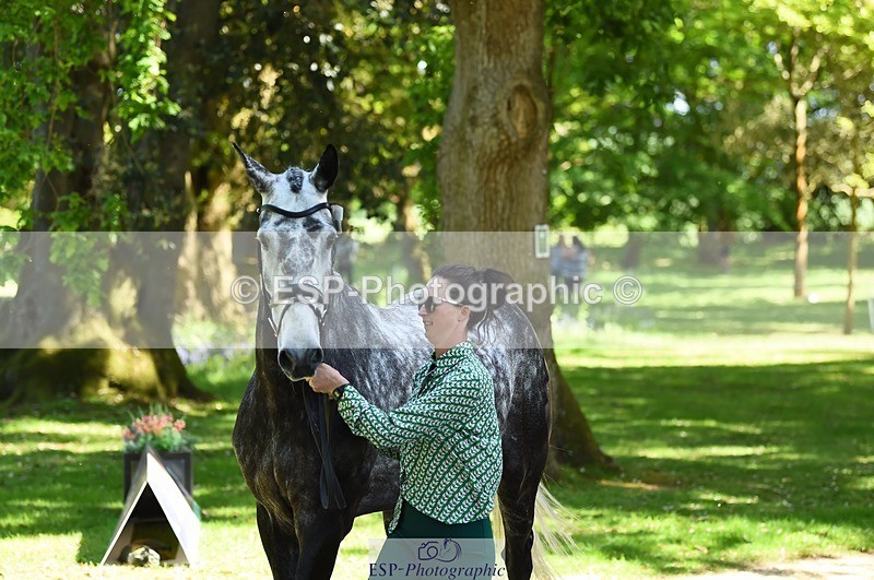 230524-151238-00133 - 311-BALLYCOSKERRY_REGAL_DIAMOND-Hollie_Swain-WEDTrotUp+DR