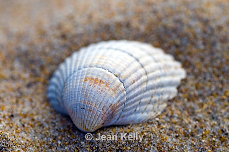Seashell - 6227 - Seashells