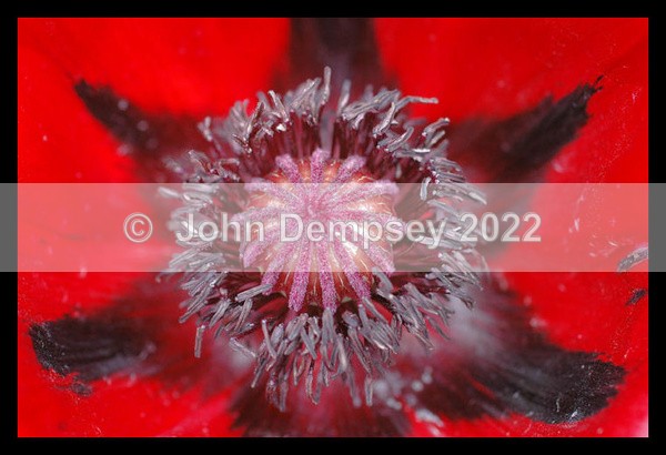The Heart of the Poppy Awaits - Plants and Insects