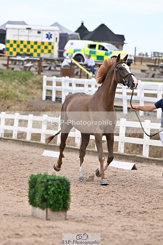 250716-141522-00990 - Trot Up 1.30 to 2.30