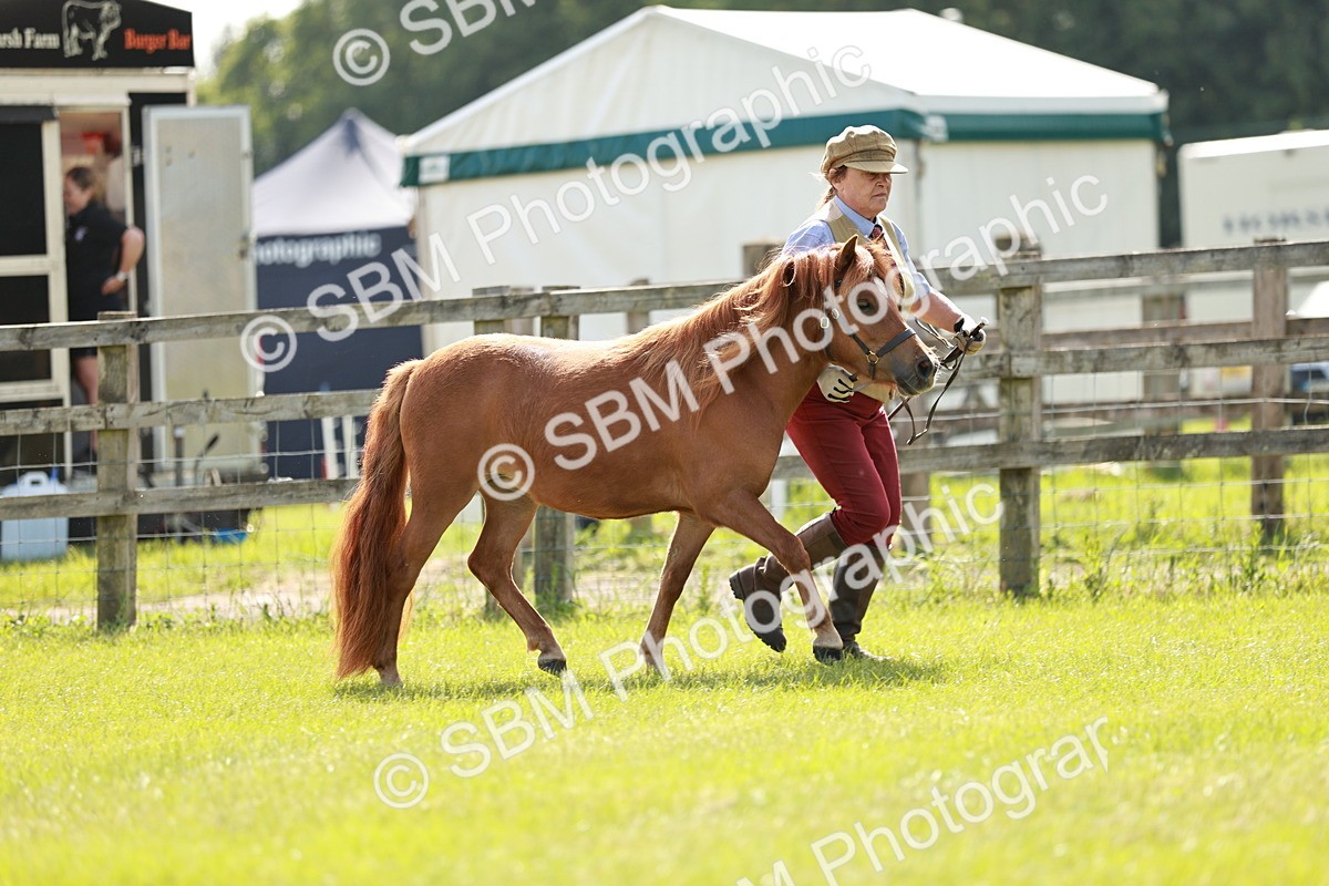 SBM_01741 - Class 14-23 - Mountain & Moorland In Hand Non Welsh