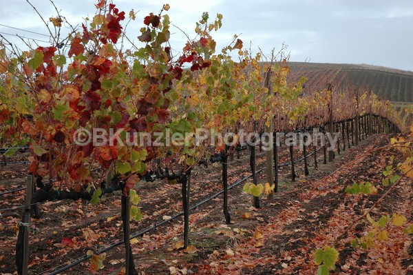  - Wine Country