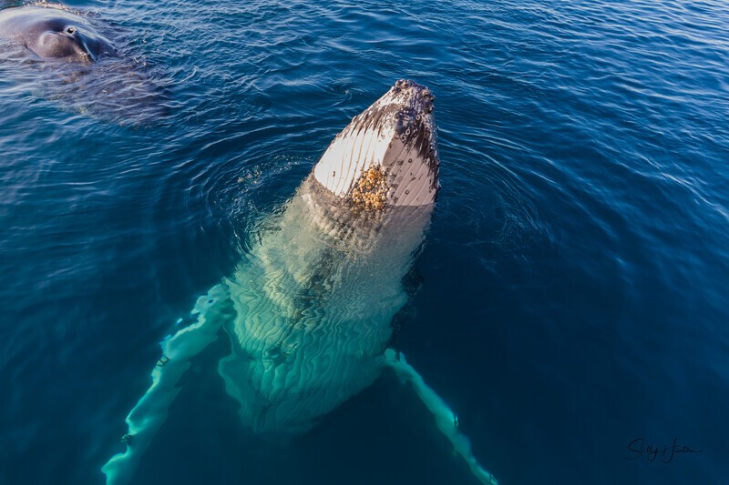Just Hanging 8_16A8331 - Humpback Whales