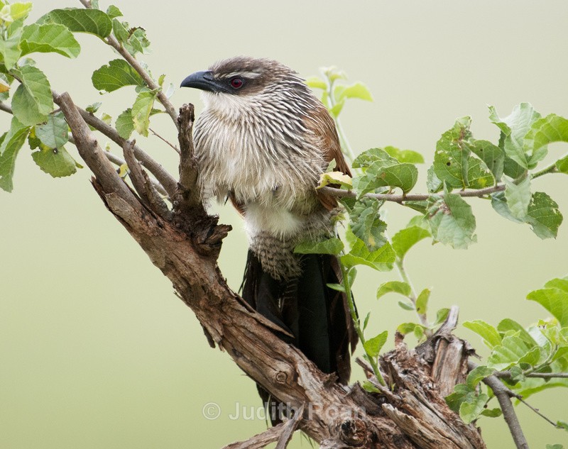 White-browed Coucal - Tanzania Birds and Mammals