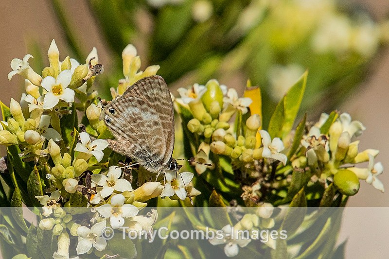 Long-tailed Blue Butterfly - Spain  2016