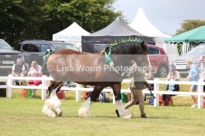 3E7A0708 - Class 7: Heavy Horse In Hand