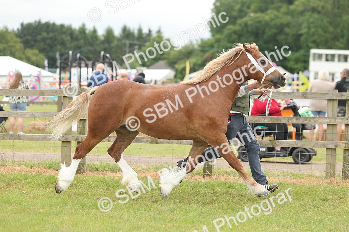 SBM_05072 - Class 50-57 - M&M Welsh Pony In Hand