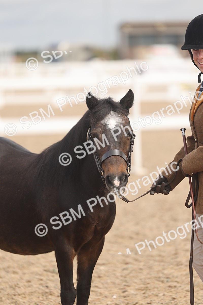 SBM_04557 - Class 19 - Horse/Pony Judge would most like to take home