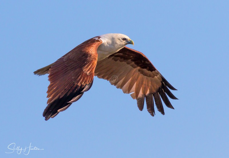 Brahminy Kite 5