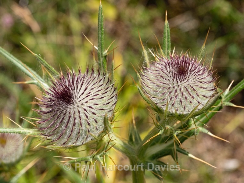 Woolly thistle (Cirsium eriophorum) Cirsium eriophorum - Wild Flowers 2020