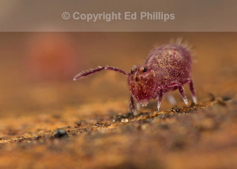 Dicyrtoma fusca