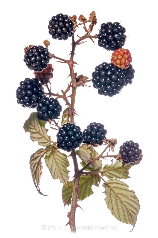 Blackberry or Bramble (Rubus fruticosus) MYN - Plants - WB