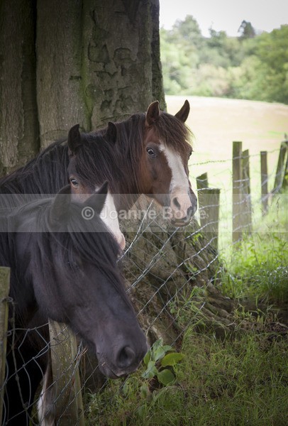 Equine Photo Shoot 12 - Equine Gallery Portfolio