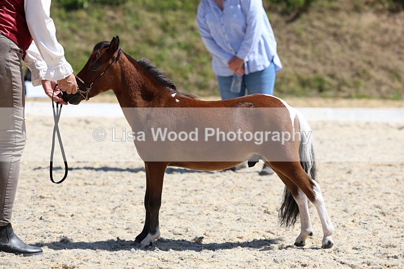 3E7A9497 - Class 30: Mnititature Horse