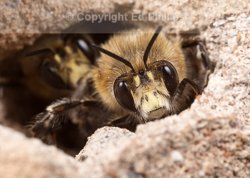 Anthophora plumipes (m)