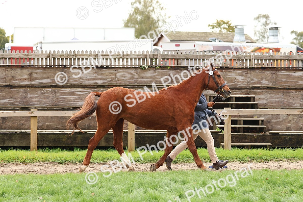 SBM_41712 - S26 - Mature Veteran In Hand