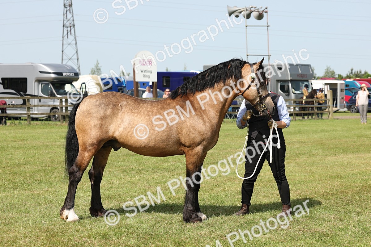 SBM_02306 - Class 6-13 - Mountatin and Moorland In Hand Welsh Breeds