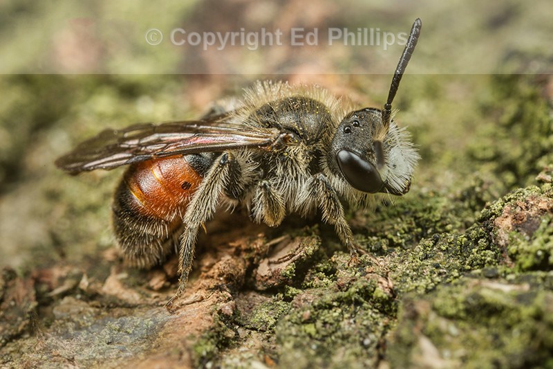 Andrena labiata (m)