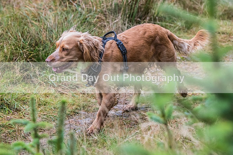 Glentress-809 - High Terrain Events Glentress 21 & 10K Trail Races Saturday 15th November 2025