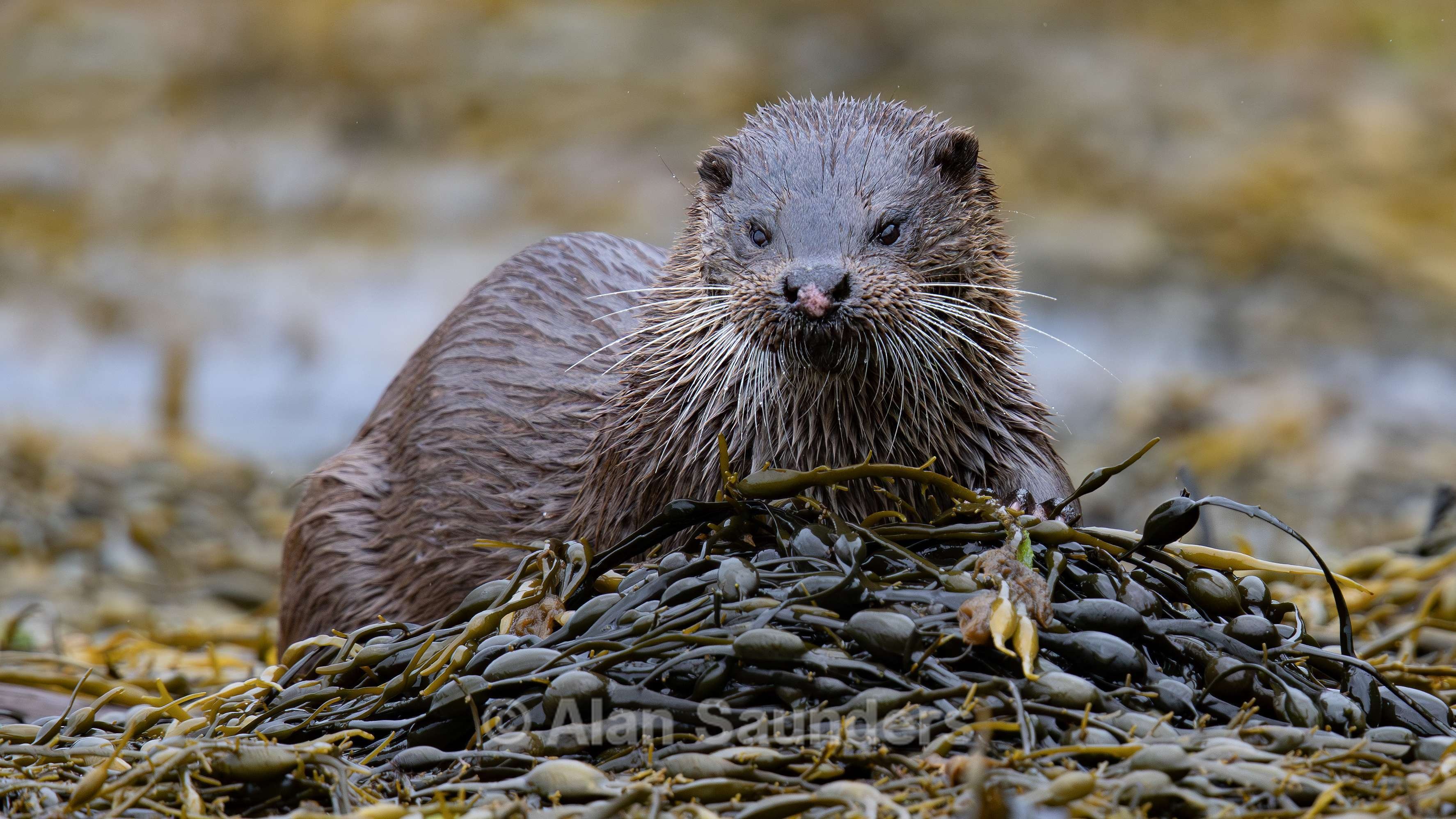 Eurasian Otter 3