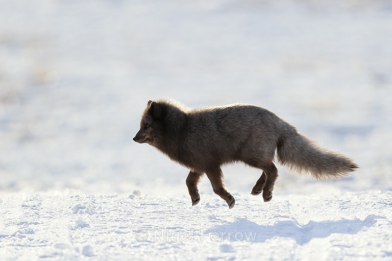 Arctic Fox (dark) trotting, Svalbard, Norway - Arctic Fox