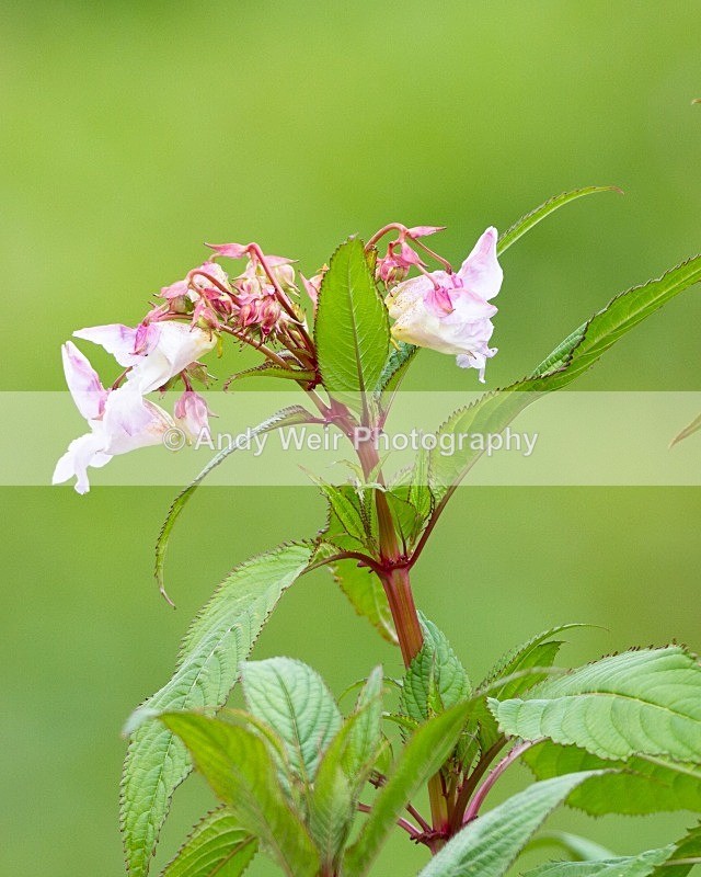 20110702-_MG_6217 - Plants and Flowers