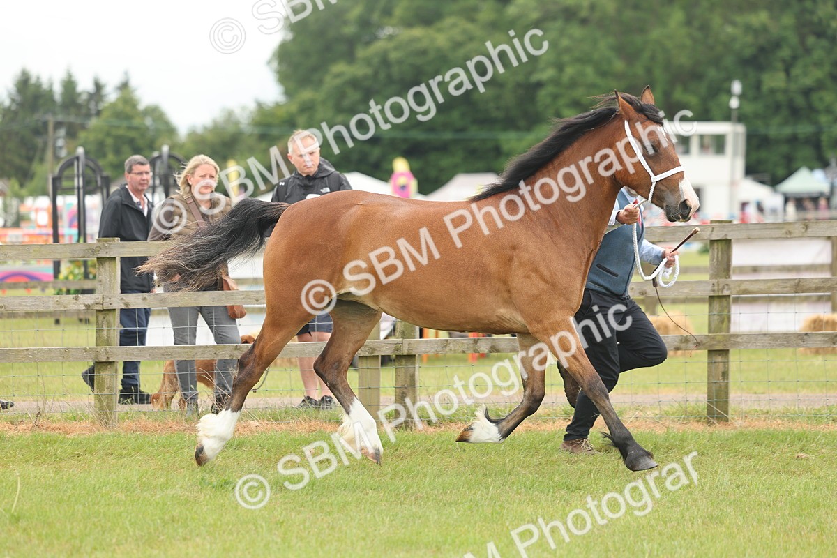 SBM_04800 - Class 50-57 - M&M Welsh Pony In Hand