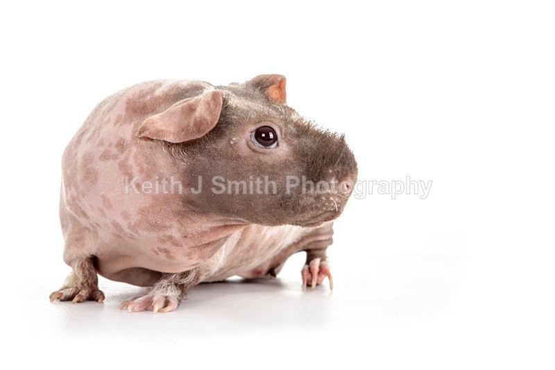 7SKJ4179 - Roaming Reptile Show III