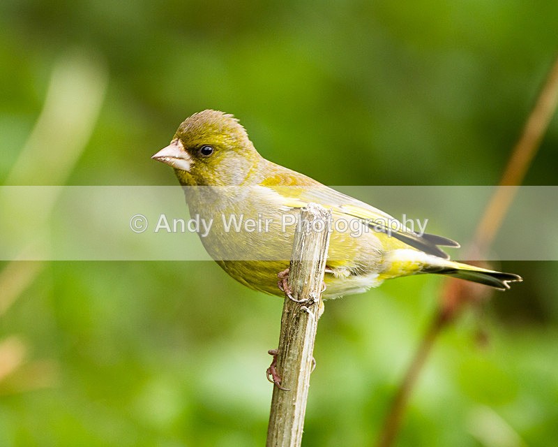 20130428-_MG_3381 - Goldfinch